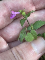 Stachys tenerrima