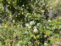 Sideroxylon peninsulare