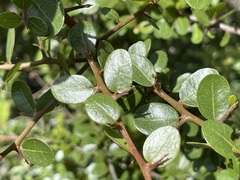 Sideroxylon peninsulare