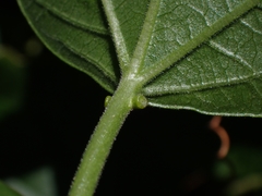 Passiflora herbertiana herbertiana