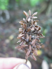 Homalium