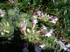 Teucrium pyrenaicum