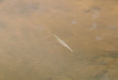 Dermogenys collettei