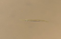 Dermogenys collettei