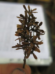 Homalium