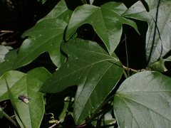 Passiflora herbertiana herbertiana
