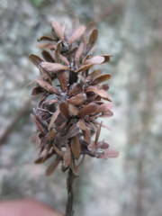 Homalium