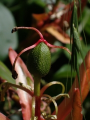 Passiflora herbertiana herbertiana
