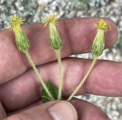 Brickellia peninsularis