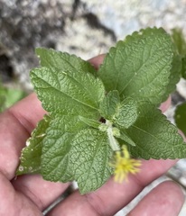 Brickellia peninsularis