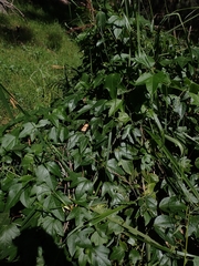 Passiflora herbertiana herbertiana