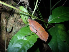 Pterochroza ocellata