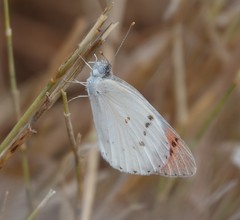 Colotis danae eupompe
