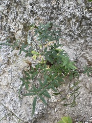 Pellaea ternifolia brandegeei