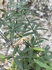 Pellaea ternifolia brandegeei