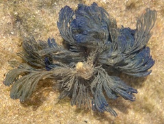 Virididentula dentata