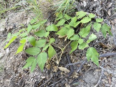 Arracacia brandegeei