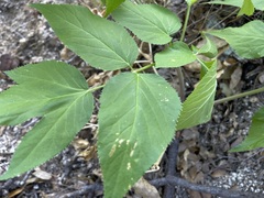 Arracacia brandegeei