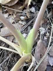 Arracacia brandegeei