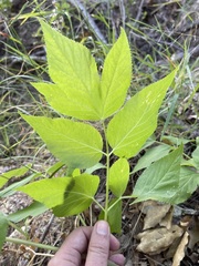 Arracacia brandegeei