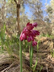 Calostemma abdicatum