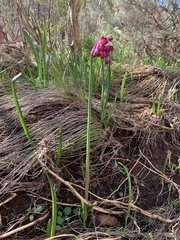 Calostemma abdicatum