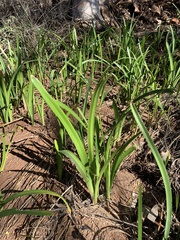 Calostemma abdicatum