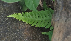 Pteris arisanensis