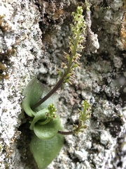 Oberonioides pusillus