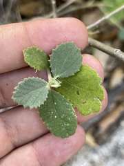 Bernardia lagunensis