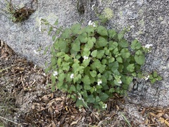 Ageratina viscosissima