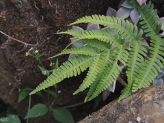 Pteris arisanensis