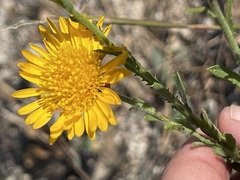 Xanthisma scabrellum