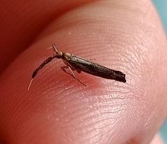 Protosynaema steropucha