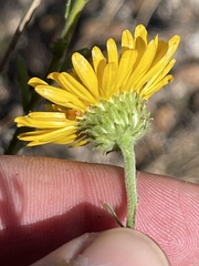 Xanthisma scabrellum