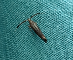 Protosynaema steropucha