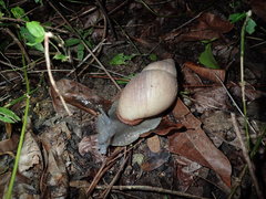 Megalobulimus oblongus