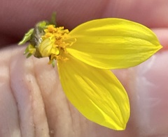 Bidens nudata