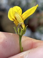 Bidens nudata