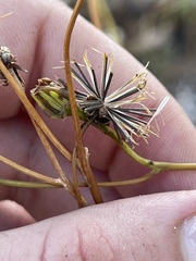 Bidens nudata