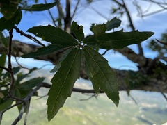 Quercus devia