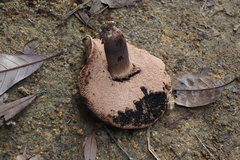 Anthracoporus cystidiatus