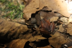 Microhyla gadjahmadai