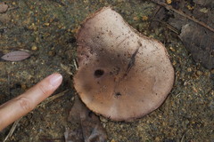 Anthracoporus cystidiatus