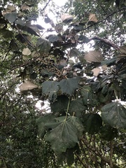 Sinopanax formosanus