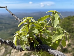 Quercus devia