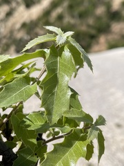 Quercus devia