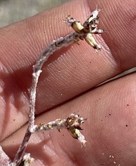 Froelichia xantusii