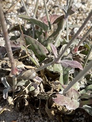 Froelichia xantusii
