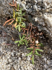 Pellaea ternifolia brandegeei